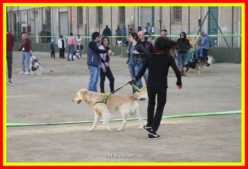 180311 mostra_canina 174.jpg